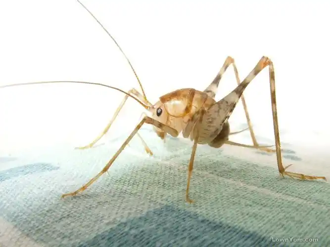 有谁知道这种动物的学名是什么啊?