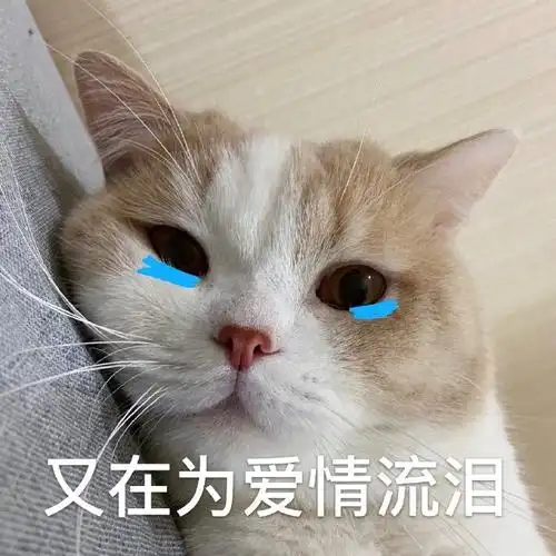 萌宠 喵星人 又在为爱情流泪 我好伤心 可爱 憨憨