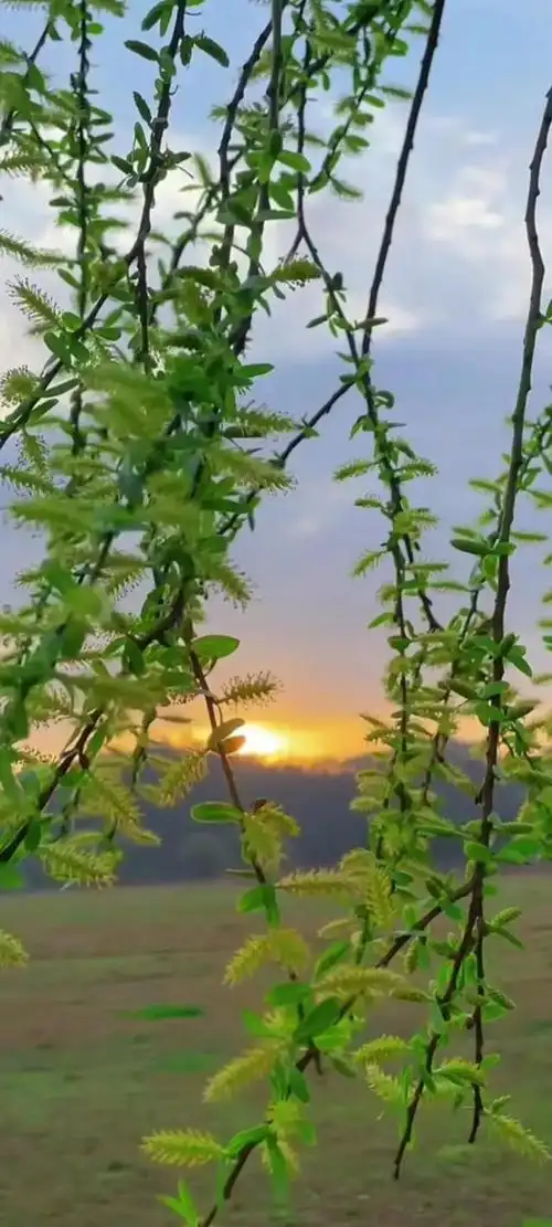 绿色壁纸保护视力,有绿色护眼系列的手机壁纸吗(绿色护眼壁纸美图)