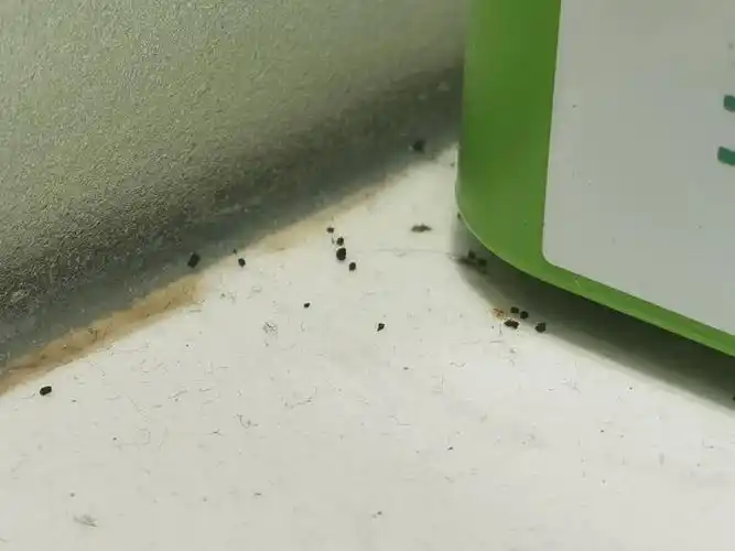 蟑螂乱爬,还有员工没健康证!柳江区这家奶茶店被要求立即整改!