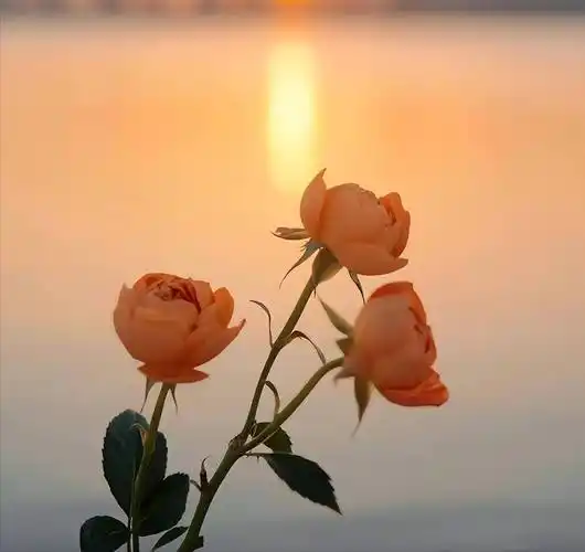 宋仲基成为父亲和丈夫后,失去了很多工作?