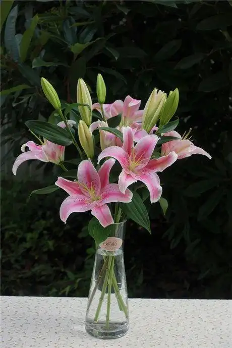 香水百合图片大全唯美香水百合花唯美图片