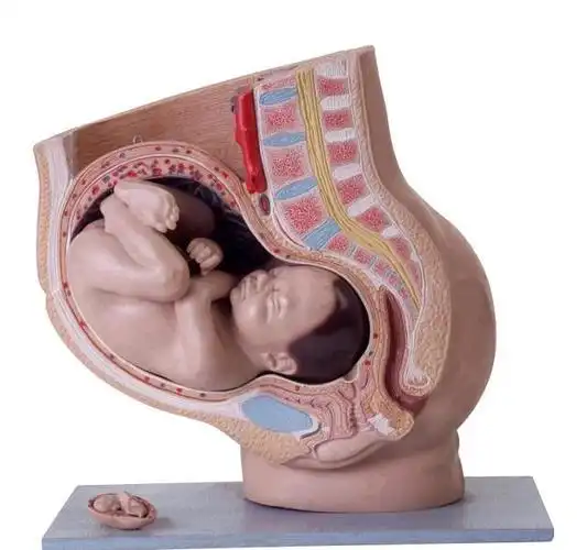 准妈妈出现这几种感觉就代表宝宝入盆啦