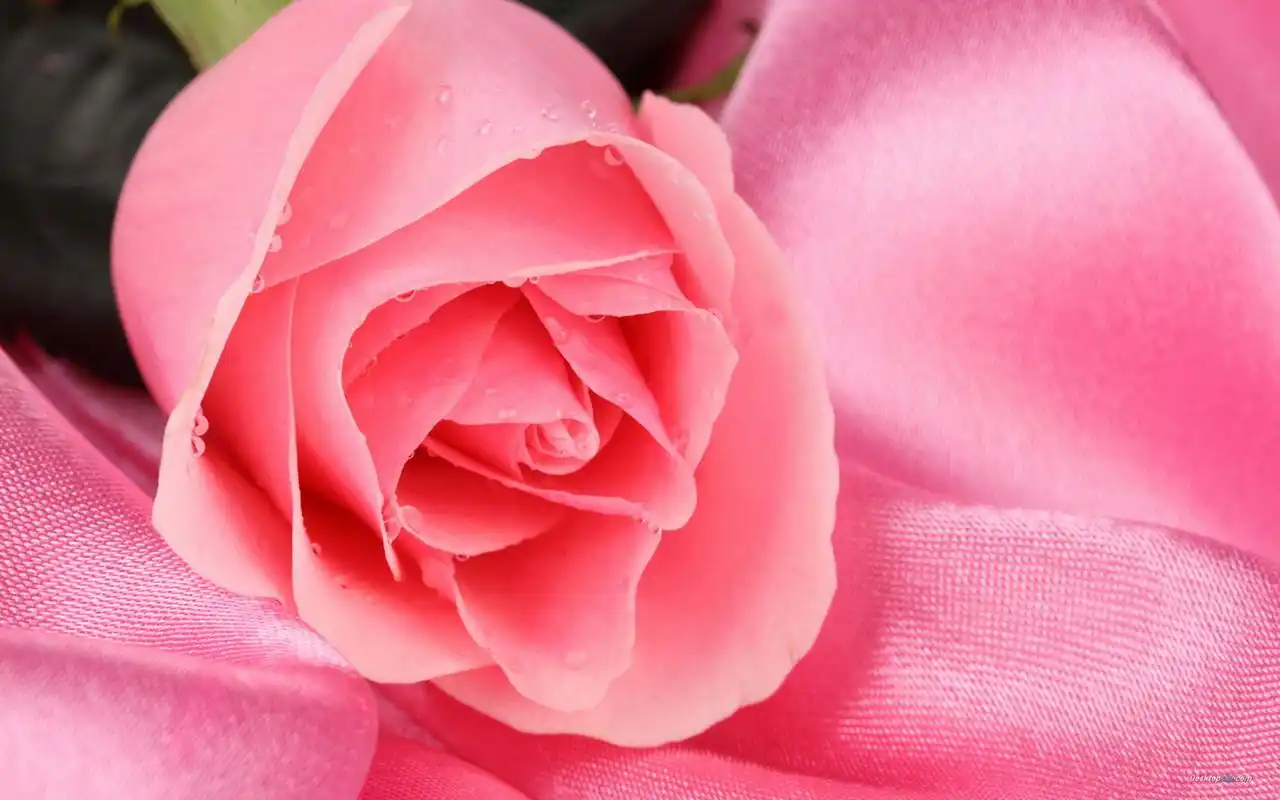 情人节唯美浪漫粉红色玫瑰花高清桌面壁纸第二辑