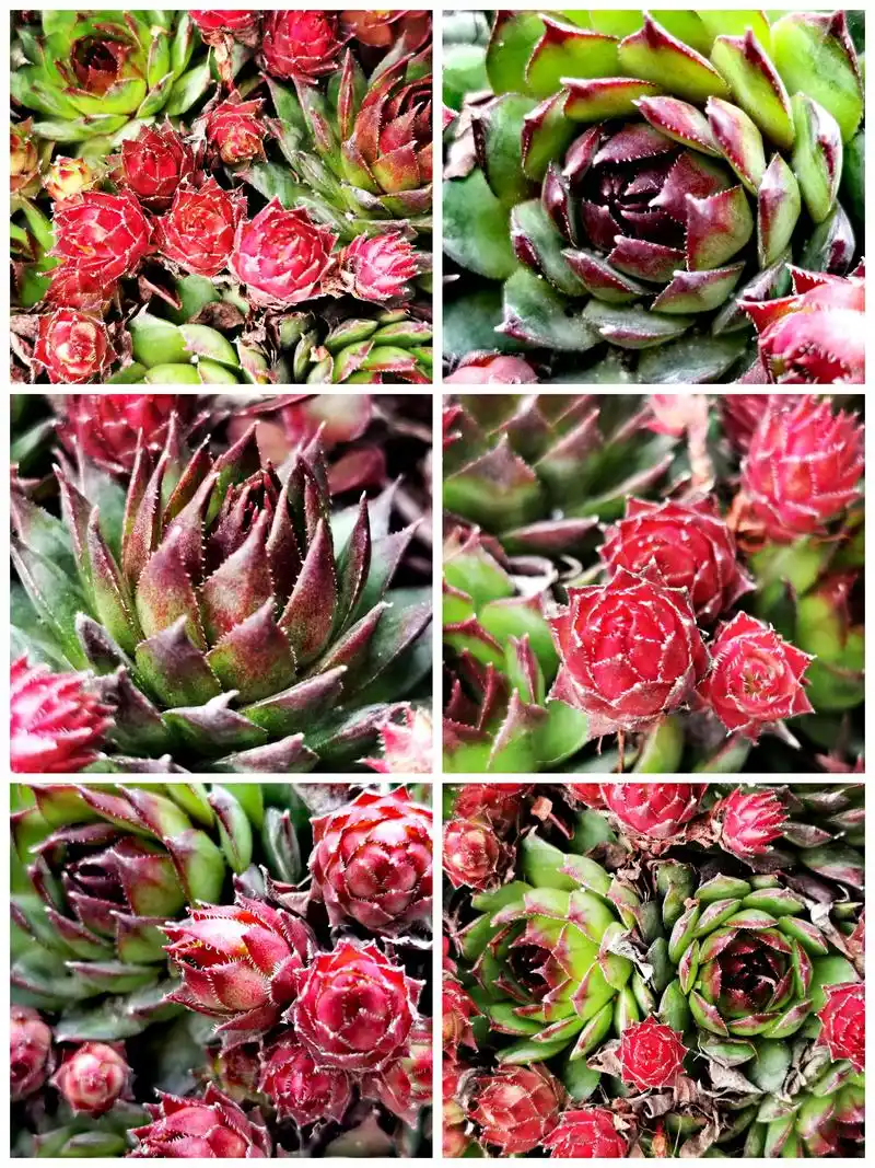《过于好养的佛坐莲》佛座莲sempervivum tect - 抖音