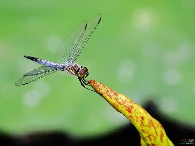 荷尖上的蜻蜓