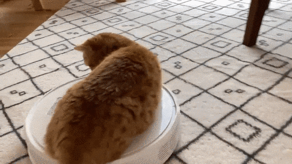 爆笑沙雕猫动图看完笑足3天3夜