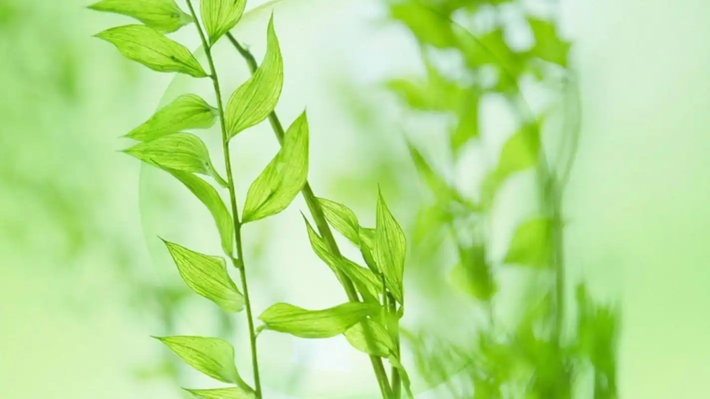 唯美绿色小清新植物高清桌面壁纸