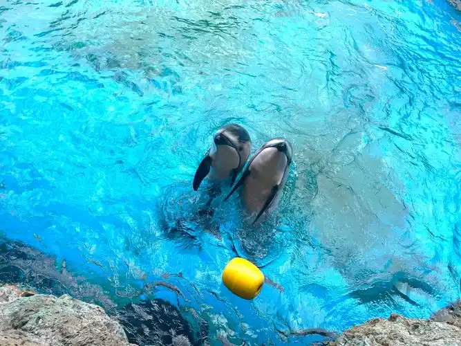 会打招呼的小海豚可爱极了