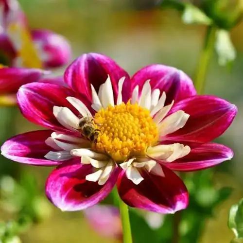 带来好运的花朵头像五颜六色的百日草图片