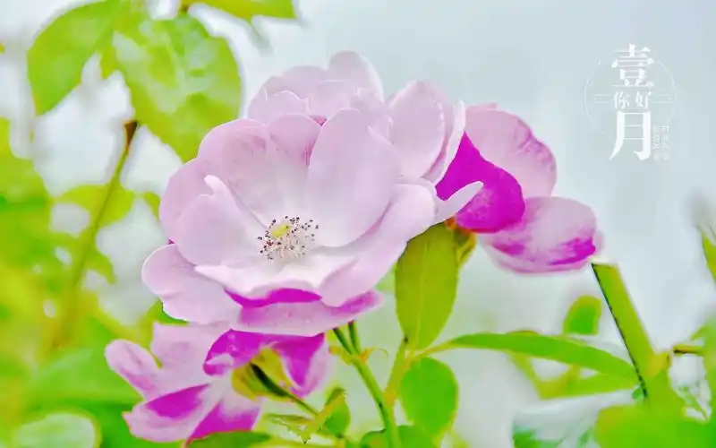 壹月你好清新背景图
