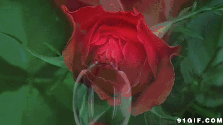 458_257gif 动态图 动图