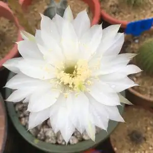 多肉 仙人球 金盛丸 玻璃球室内防辐射仙人掌植物开大白花3-5厘米