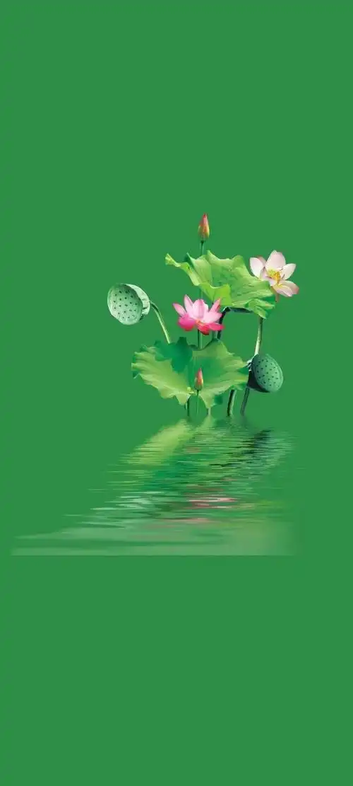 清新绿色护眼荷花壁纸