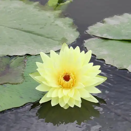 花苗台湾正宗九品莲香水莲花食用型黄色种苗1.5米时令草本花卉