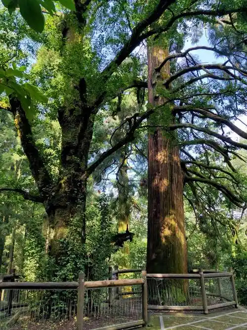 三宝树是因三株特殊的古树而得名的,因这三树在黄龙寺山门前,有"庙堂