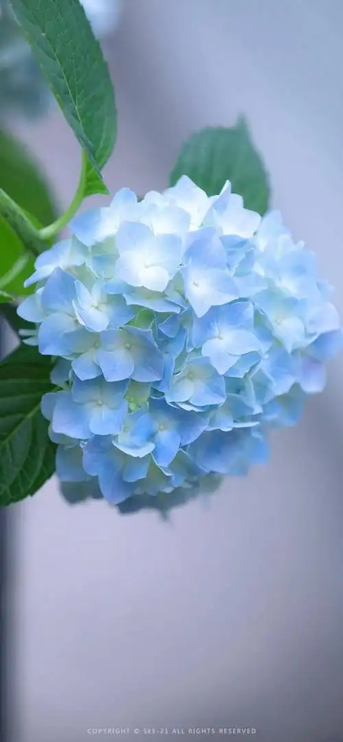 一团和气的绣球花手机壁纸,就像一幅精心绘制的画卷,将自然的韵味与