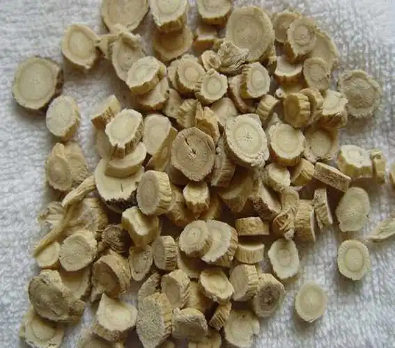 黄芪种子发芽率高产量稳定