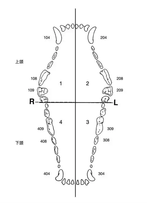 牙科学兽医牙科知识讲堂