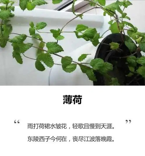 今天我种的薄荷终于亮相了,很激动的有没有,搜了一首和薄荷有关的诗句