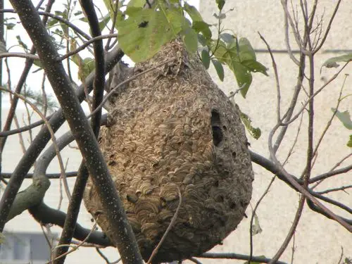2016年新货中药材 露蜂房 老巢野蜂窝 野生马蜂窝 山蜂窝
