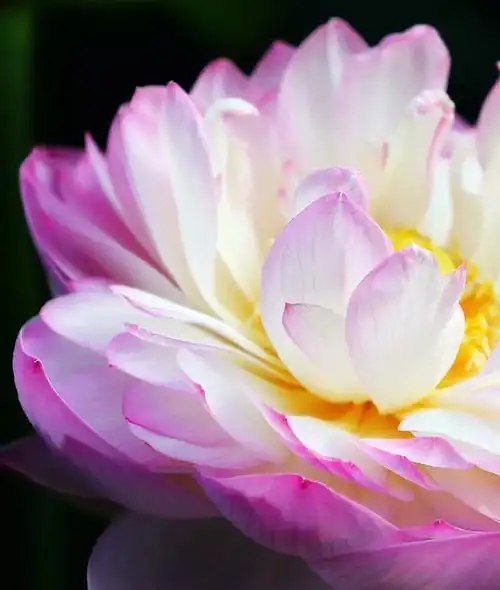 七宝池中菡萏馨一一东林千年莲香醉人