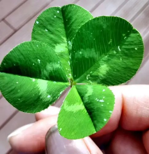 【爱爱日记】222——四叶草