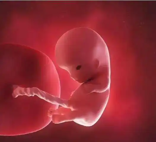 实用收藏:孕囊大小与怀孕时间对照表_胎儿_模拟_胎盘