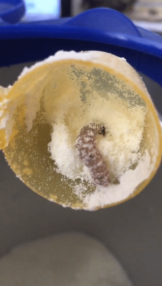 永嘉一婴儿吃的进口奶粉里惊现蠕动的大黑虫