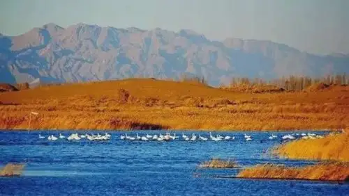 河套地区的农牧业潜力 始终吸引着蒙古人入驻