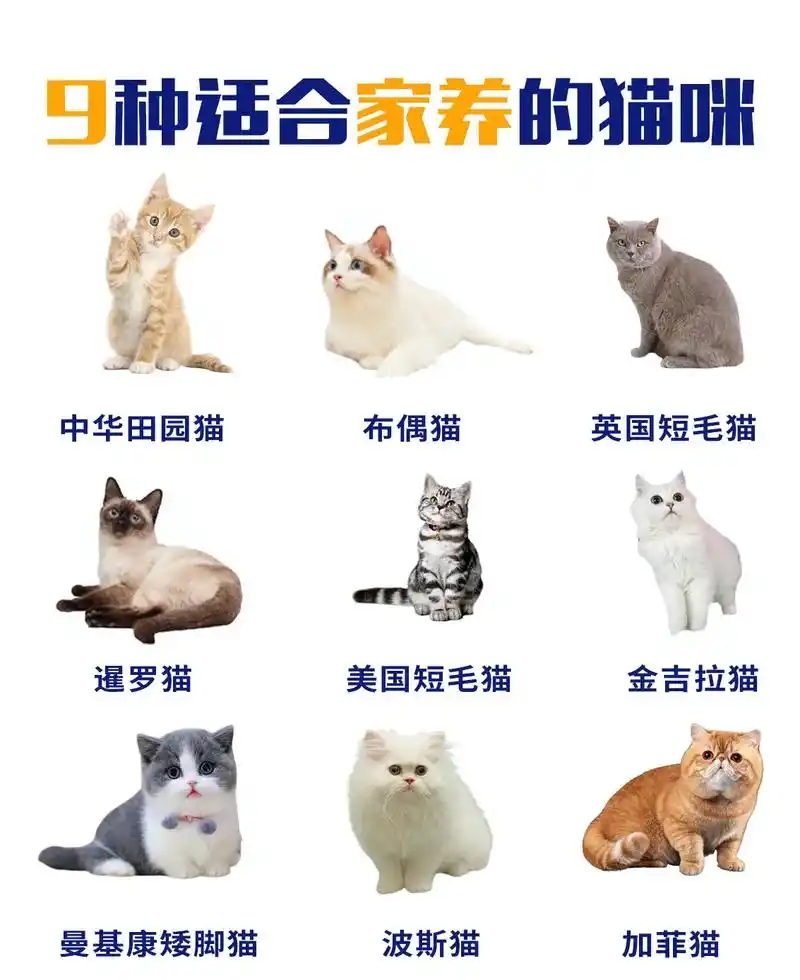 9种适合家养的猫咪,你最喜欢哪位?#猫咪 #猫 #抖音图文来 - 抖音