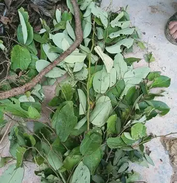 五味藤一摸消贼佬药跌打药