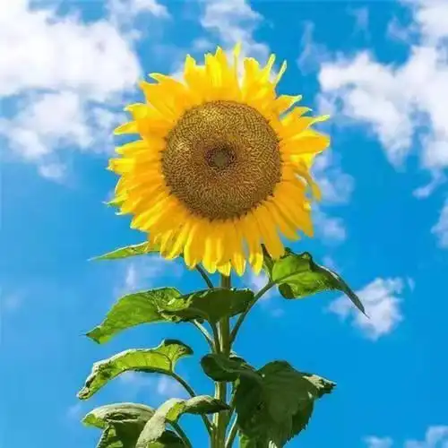 就是说我妈限我今晚必须换个阳光正能量点儿的头像 uu们救命98