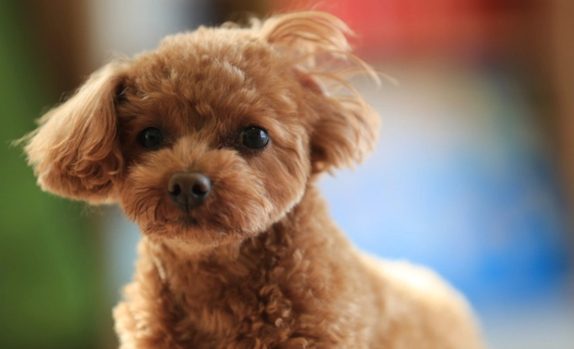 泰迪犬是一只调皮可爱的小卷毛