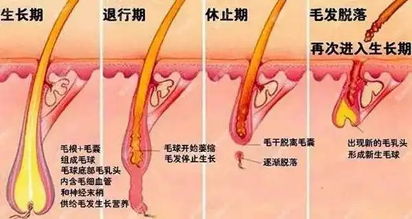 数量在10万个左右,成年后不再增加,毛囊发育成熟后,开始其周期性生长