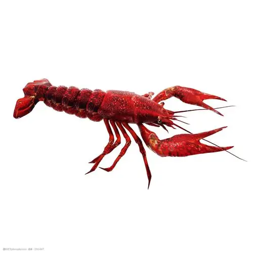 质感小龙虾png图