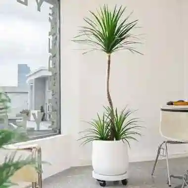 新店开业,乔迁新居,放上一盆发财树,可使财运亨通.