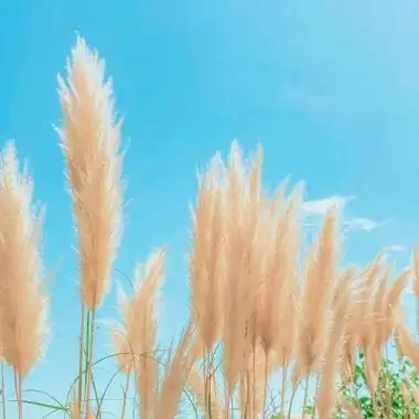 聚财招财旺财山水风景头像合集