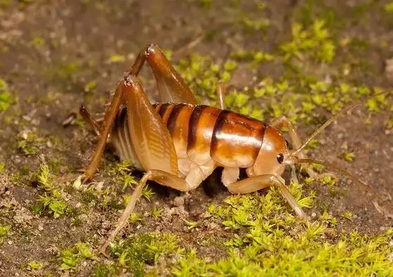 p>北美穴蟋螽(学名:ceuthophilus pallidus)触角超过体长,左,右上颚