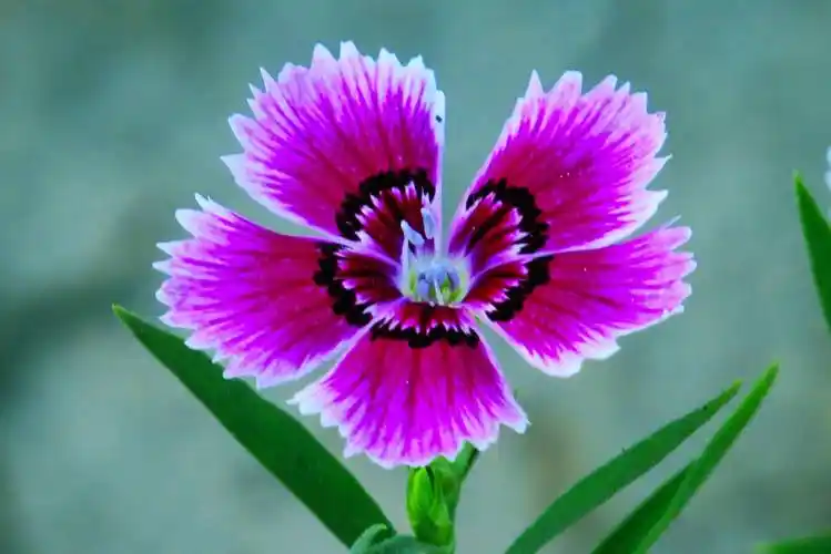 很不起眼的"5种花",意外的好养好看,开花时,又多又美数不清