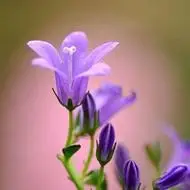 一朵花的清新图片微信头像