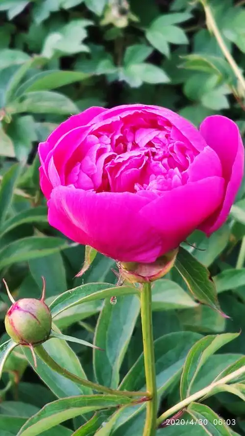 主人不在花长在,更胜青松守岁寒.