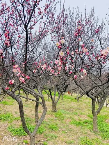 春天,从梅园梅花开始
