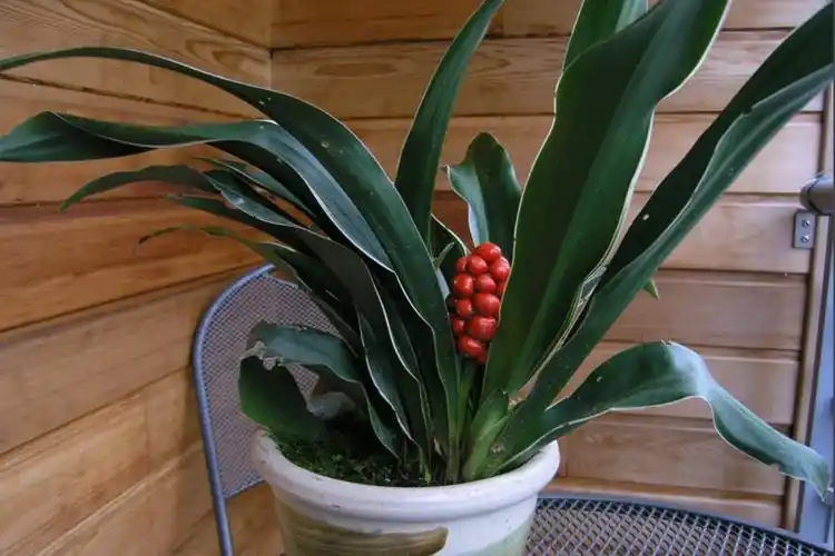 万年青非一般的净化空间能力