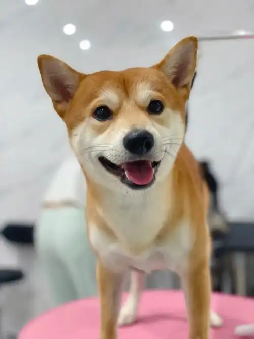 柴犬  #憨憨日常  #柴犬日常  #我的萌宠最近楼下新开了一家宠物店