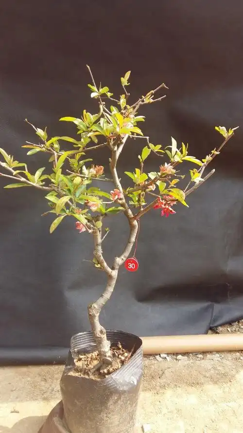 【复色海棠苗】东洋锦海棠,日本海棠 盆栽花卉,庭院观赏花