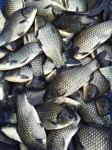 鲫鱼-金湖大龙水产品养殖专业合作社