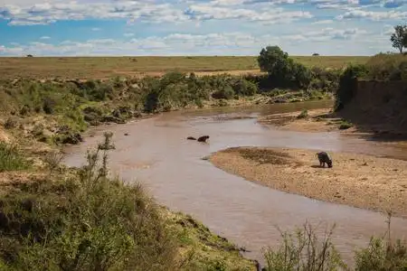 肯尼亚马拉河上的河马照片