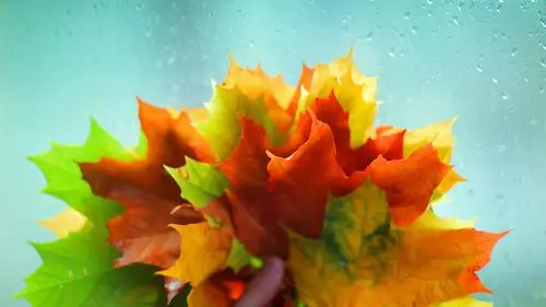 壁纸 许多枫叶,红黄绿色,水滴 3840x2160 uhd 4k 高清壁纸, 图片