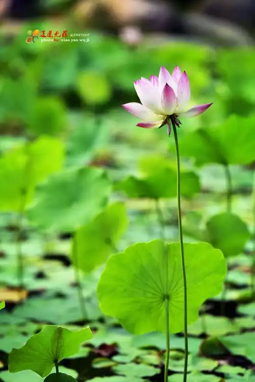 又见夏日荷花红 蜻蜓点水悠然谁的梦